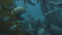 KELP, OTARIES