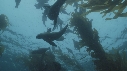 KELP, OTARIES