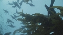 KELP, OTARIES