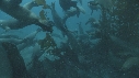 KELP, OTARIES