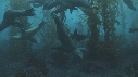 KELP, OTARIES