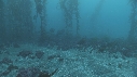 KELP, OTARIES