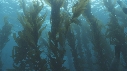 KELP, OTARIES