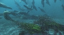 KELP, OTARIES