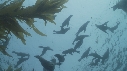 KELP, OTARIES