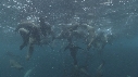KELP, OTARIES