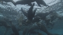 KELP, OTARIES