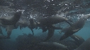 KELP, OTARIES