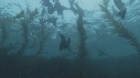 KELP, OTARIES