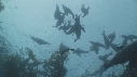 KELP, OTARIES