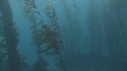 KELP, OTARIES