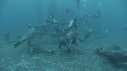 KELP, OTARIES