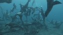 KELP, OTARIES, PLONGEURS