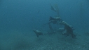 KELP, OTARIES
