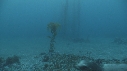 KELP, OTARIES