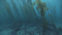KELP, OTARIES