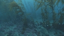 KELP, OTARIES