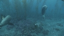 KELP, OTARIES