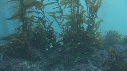 OTARIES, KELP