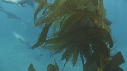 OTARIES, KELP