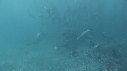 OTARIES, KELP, PLONGEUR
