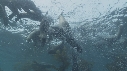 OTARIES, KELP