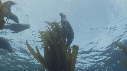 OTARIES, KELP