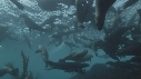 OTARIES, KELP