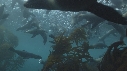 OTARIES, KELP