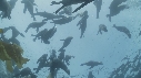 OTARIES, KELP
