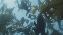 OTARIES, KELP