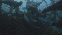 OTARIES, KELP