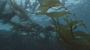 OTARIES, KELP