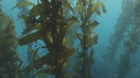 OTARIES, KELP