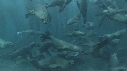 OTARIES, KELP