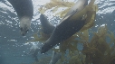 OTARIES, KELP