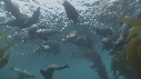 OTARIES, KELP