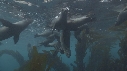 OTARIES, KELP