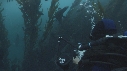 OTARIES, KELP, PLONGEUR