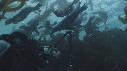 OTARIES, KELP, PLONGEUR
