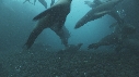 OTARIES, KELP