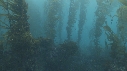 OTARIES, KELP, PLONGEUR