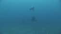 OTARIES, PLONGEUR