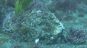 BLENNIES