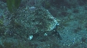 BLENNIES