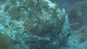 BLENNIES