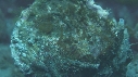 BLENNIES