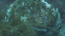 BLENNIES