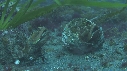 BLENNIES