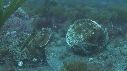 BLENNIES